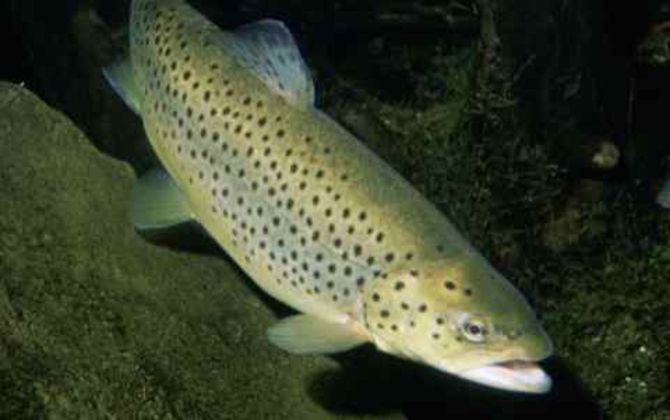 Pescatori di Verbania scontenti della riserva di Pont-Saint-Martin