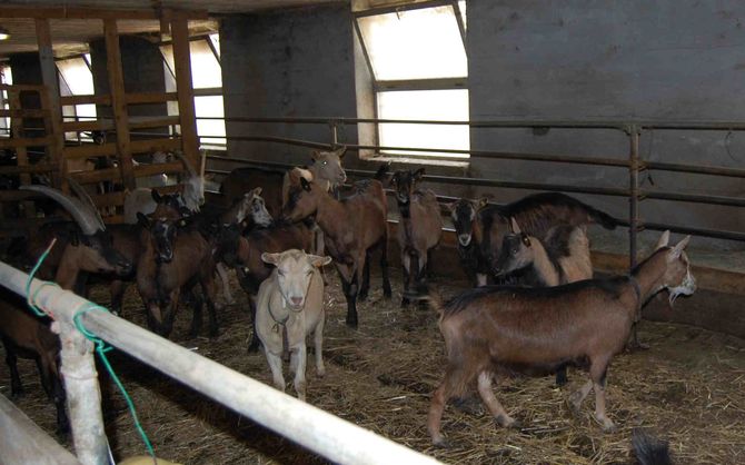 Le capre dei fratelli Colliard dovranno essere abbattute