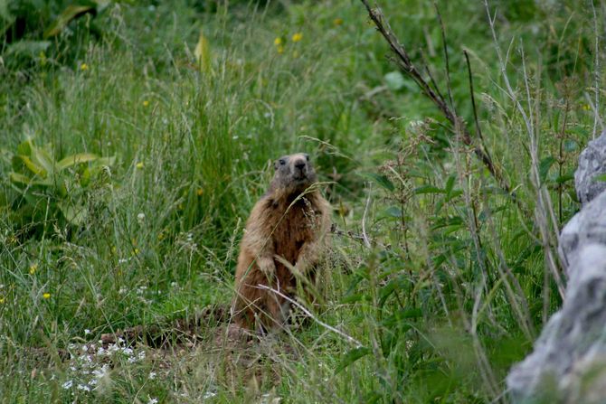 A Cogne i ricercatori di tutto il mondo si interrogano sulla marmotta e sui cambiamenti climatici