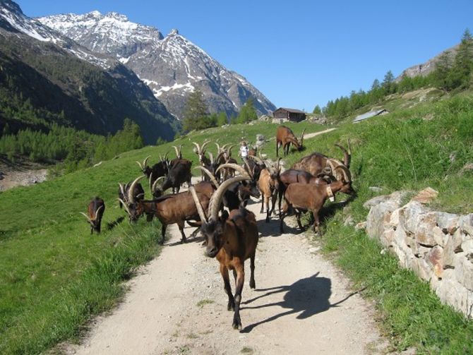 A Courmayeur il primo concorso regionale di formaggi di capra