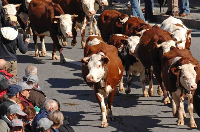 Campanacci per mucche rubati: tre patteggiamenti