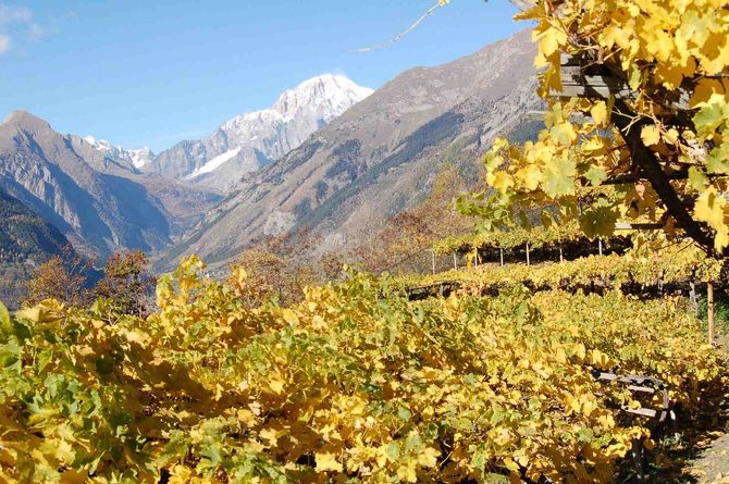 ‘Paesaggi divini’:  foto, mail o mms per valorizzare vigne e territorio