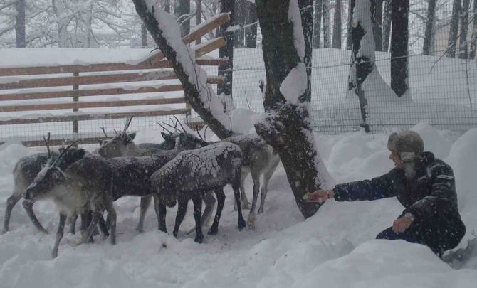 Otto giovani renne allietano il Natale di Courmayeur