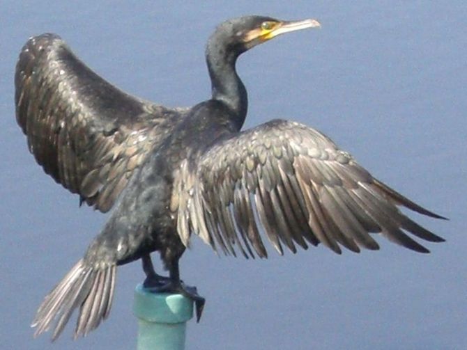 Il cormorano sotto tiro: approvato il piano di controllo della specie