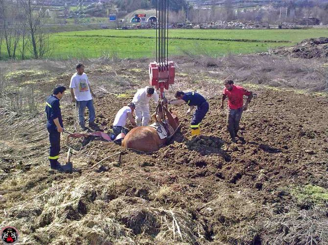 Recuperata una cavalla bloccata in una concimaia a Jovencan