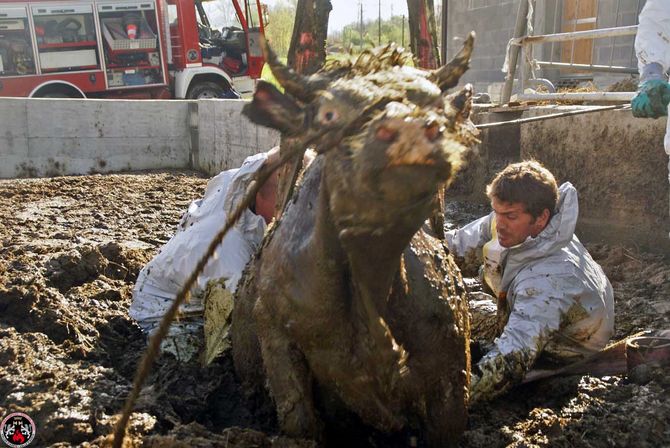 Una mucca finisce nella concimaia a Saint-Marcel