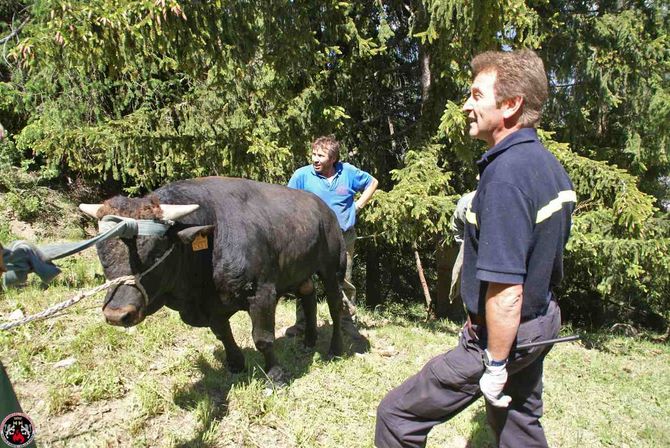 Vigili recuperano un toro caduto in un dirupo