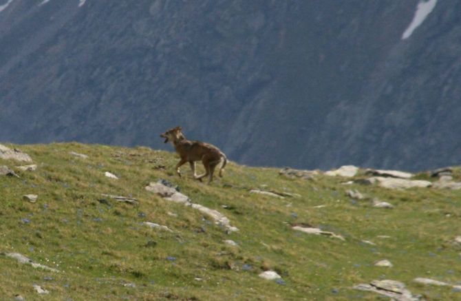 Lupo avvistato a Cogne, nell’alta Valnontey