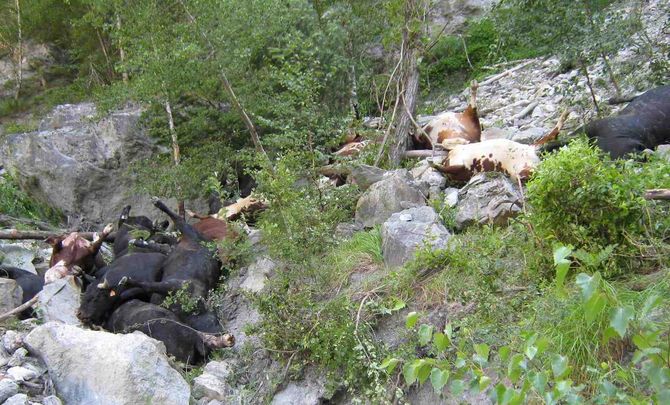 Quaranta capi di bestiame finiti in un dirupo a St. Nicolas