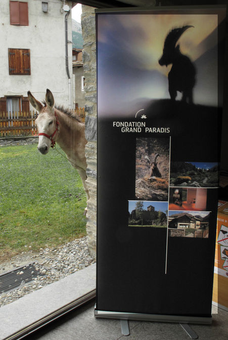 “In viaggio con gli animali”: successo per il primo Festival dedicato agli animali