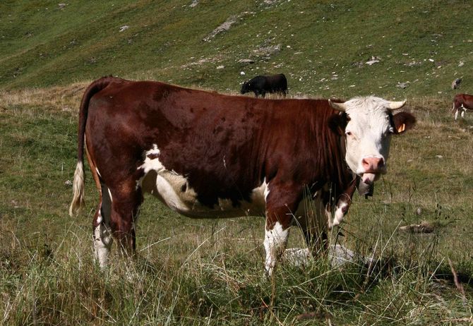 Agricoltura, entro il 30 giugno saranno sbloccate le pratiche Pac e Psr