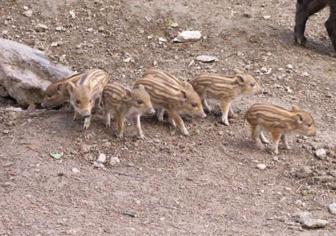 Un 2010 ricco di nascite al Parc Animalier: gli ultimi arrivati sono cinque cinghialetti