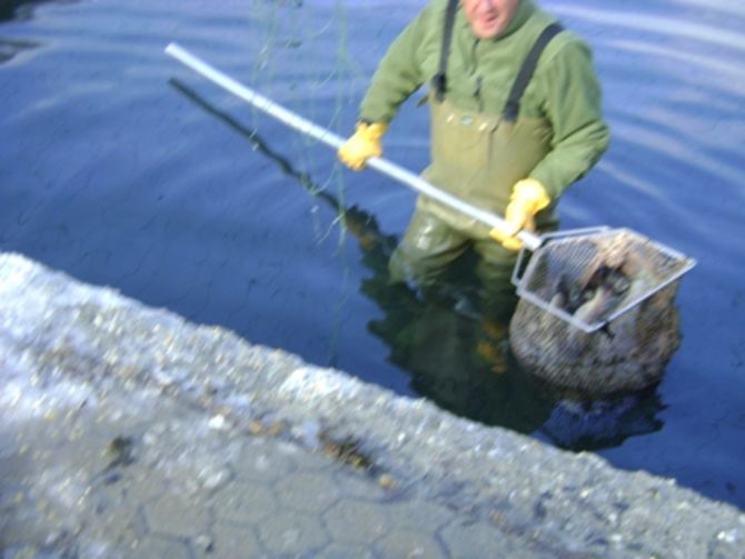 Pescatori impotenti di fronte ai cormorani: 300 riproduttori di trote fario uccisi nei giorni scorsi