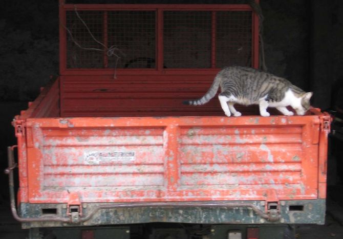 “In via Saint-Martin qualcuno spara a gatti e colombi”