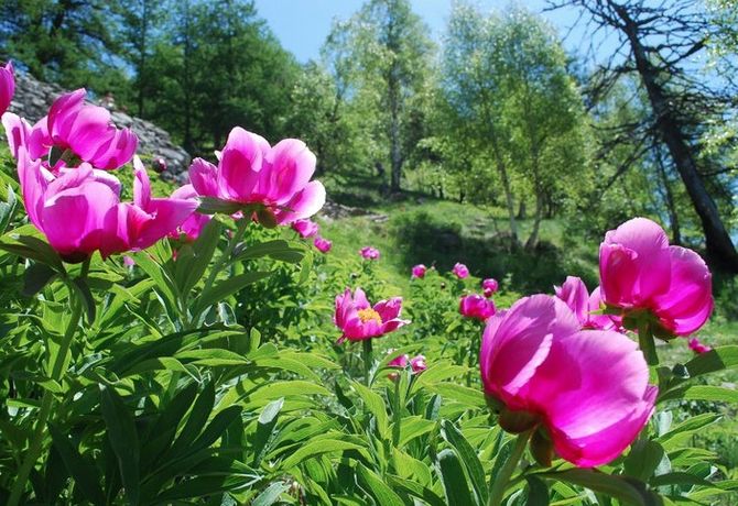 Quattro escursioni alla scoperta della peonia selvatica a Perloz