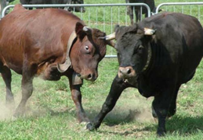 Chambave incorona Chocolat, prima Reina del 2012