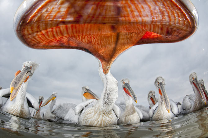 La prima italiana del Wildlife Photographer of the Year torna al Forte di Bard