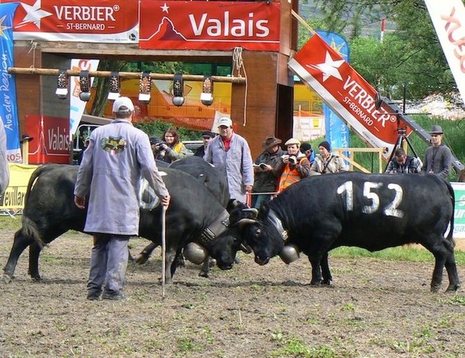 Batailles de reines ad Aproz in Svizzera