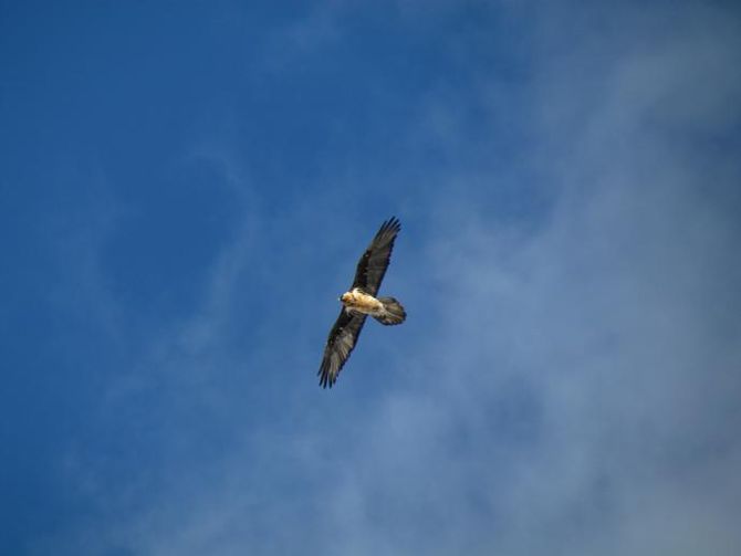 Primo volo per uno dei piccoli gipeti del Gran Paradiso