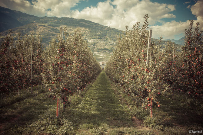 Melaugusta invita a raccogliere direttamente dall’albero le sue mele