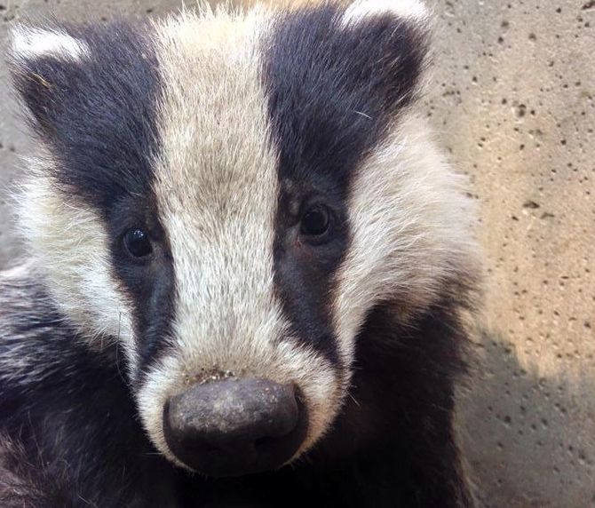 Introd, hanno riaperto il Parc animalier e la Maison Bruil d’Introd