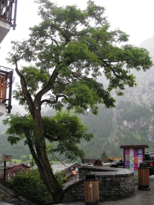 Courmayeur, la robinia monumentale verrà abbattuta