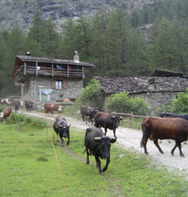 Cogne, Alpages Ouverts oggi in Valnontey