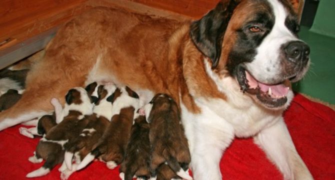 Allevamento del Gran San Bernardo, la cicogna ha consegnato nove cuccioli