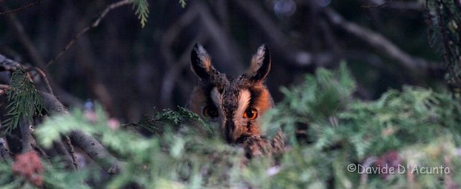 Ciaspolata serale a Cogne: dal bosco di Sylvenoire al Centro benessere