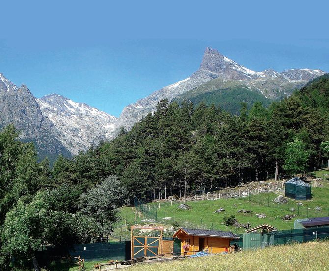 Alla scoperta degli animali di montagna al Parco faunistico Chevrère Mont Avic