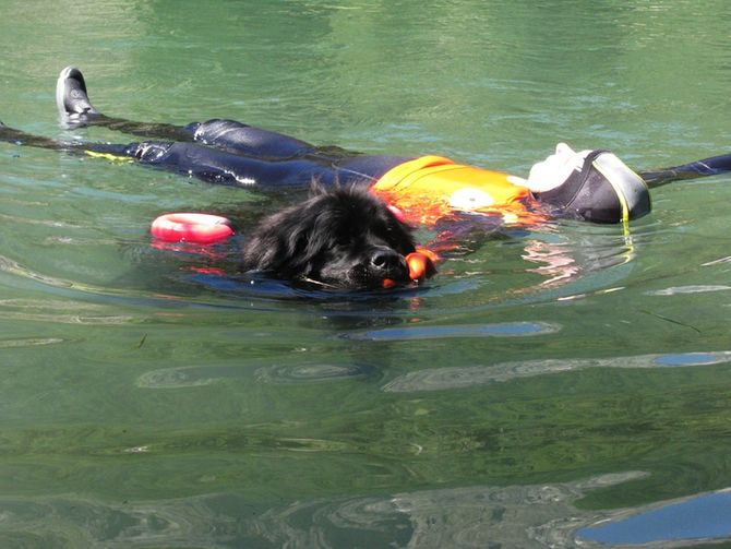 A Bionaz tornano i cani Terranova. La manifestazione compie dieci anni