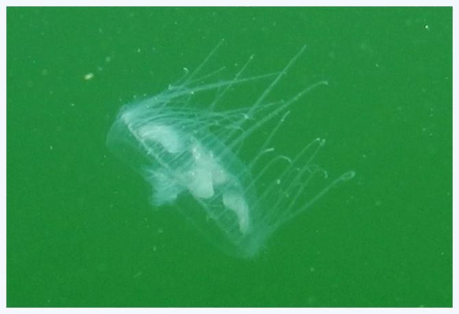 Ai laghetti di Brissogne trovate rarissime meduse d’acqua dolce