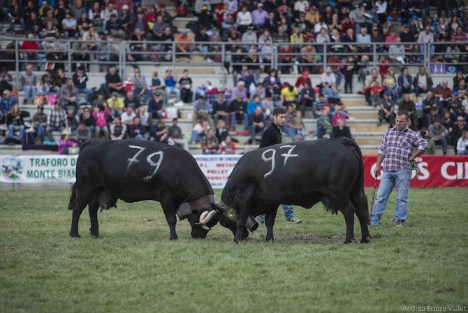 Batailles de Reines 2015 tutte le emozioni dei combats e della festa