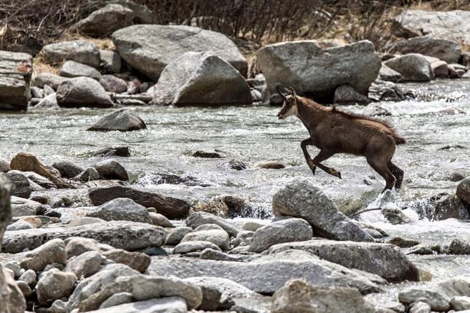 Inaugurata la mostra Wildlife Photographer of the Year e assegnati i premi del Master 2015