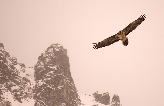 E’ nata Vera, il primo gipeto venuto alla luce nel nido della Valle di Cogne