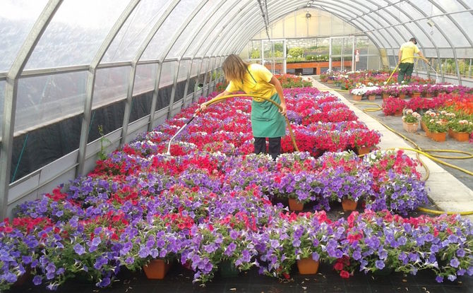 “Un fiore per ricominciare”. Il 3 settembre una raccolta fondi della coop. Mont Fallère