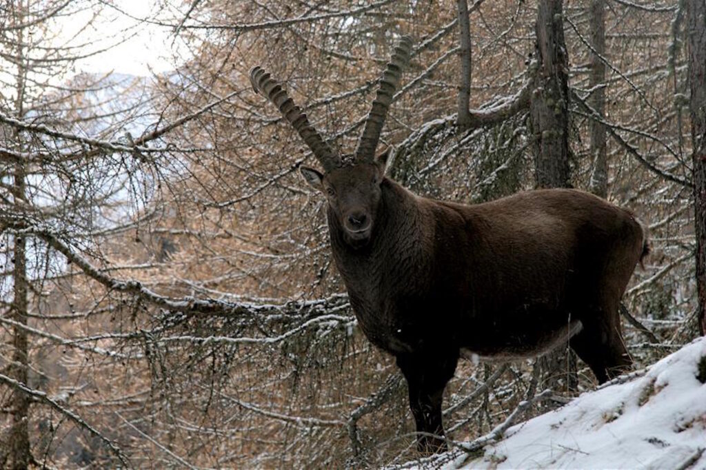 Verso il Rifugio Chabod:  in Valsavarenche tra storia e natura