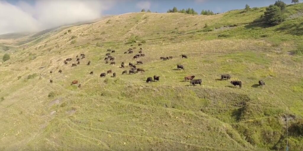 Le mucche escono dalla stalla dopo l’inverno: la loro reazione è incredibile
