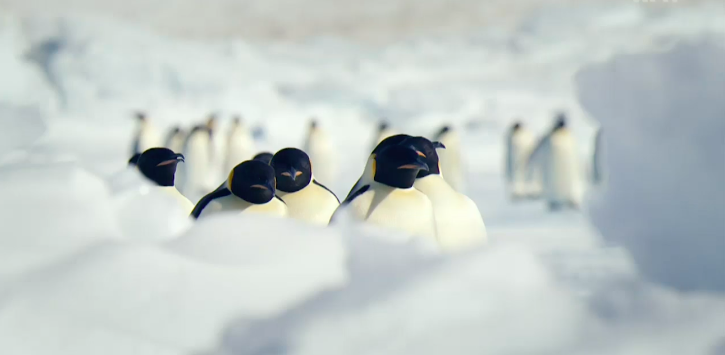 Antarctica Sur Les Traces De L Empereur "Antarctica, sur les traces de l’empereur" di Jérôme Bouvier vince il