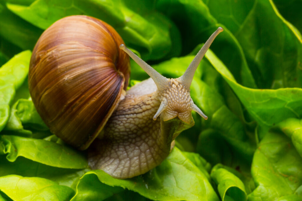 Fëta du Teteun, alla tradizione si aggiunge tutto il gusto delle lumache di Madame Escargot