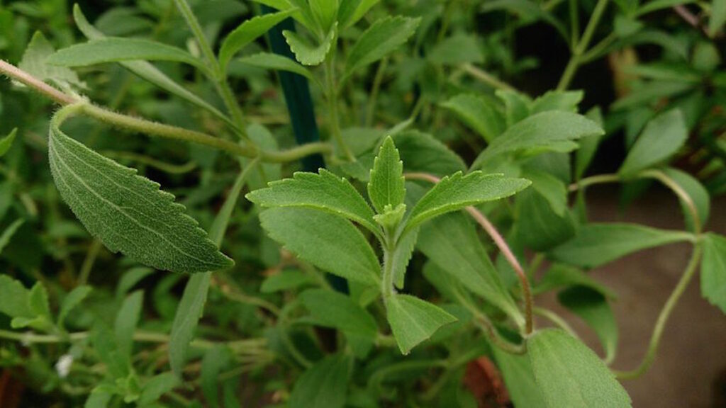 La Stevia rebaudiana, una pianta ipocalorica dall’elevato potere dolcificante