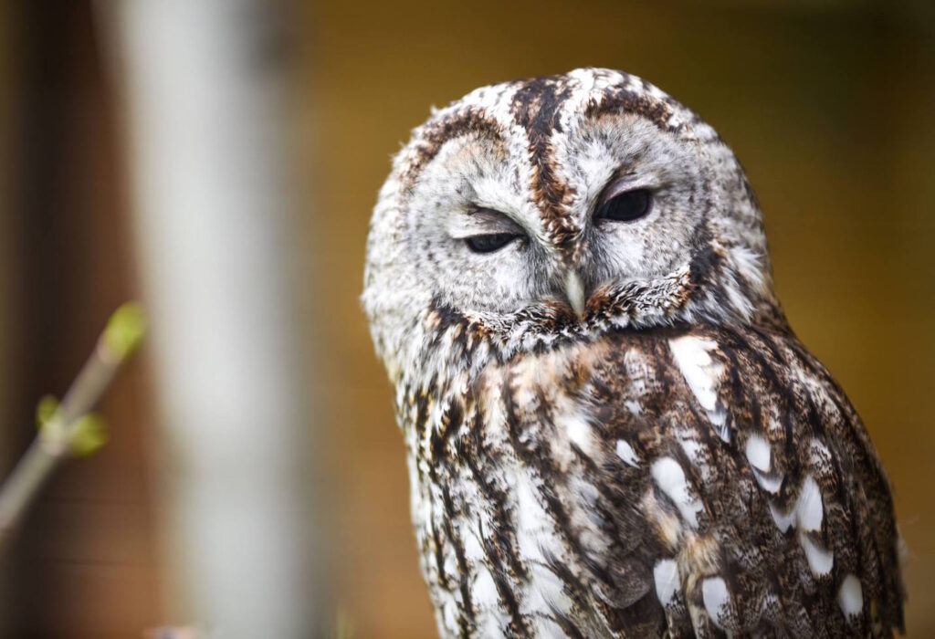 Il Parc Animalier di Introd riapre i battenti per una nuova stagione alla scoperta di flora e fauna