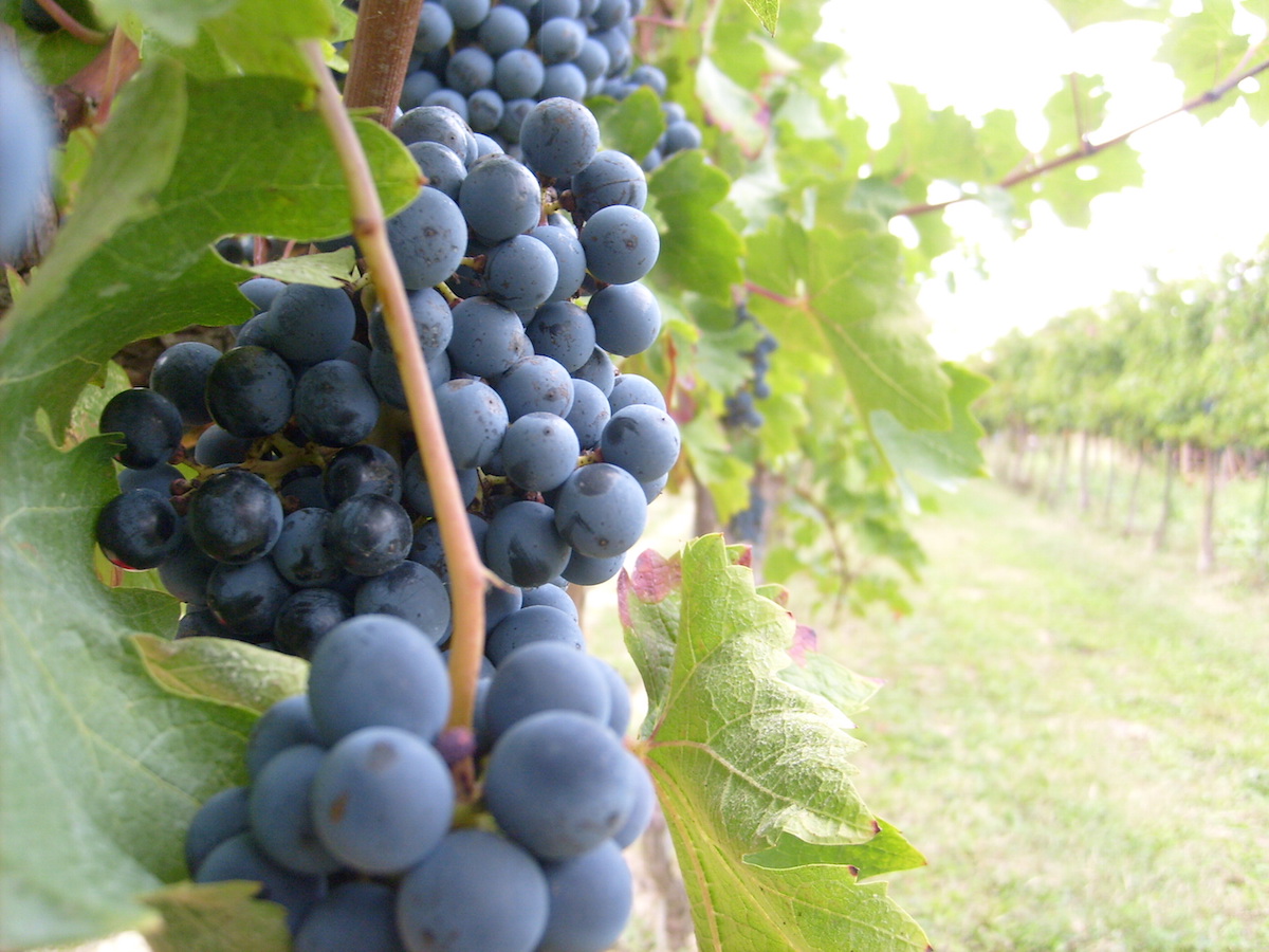 I vigneti valdostani sono in ottimo stato sanitario, ma preoccupano la siccità e la Popillia japonica
