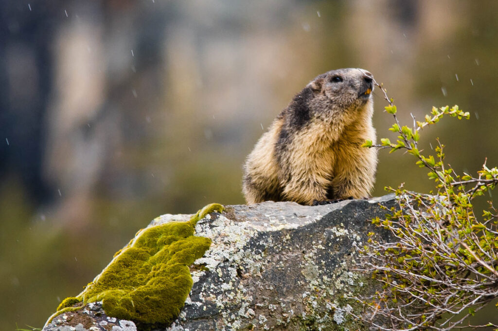 Nel Parco Nazionale del Gran Paradiso alla scoperta del risveglio della natura