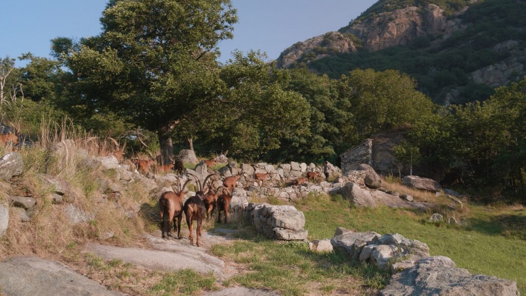 Éleveurs grimpants, incontro sull’allevamento caprino in Valle d’Aosta