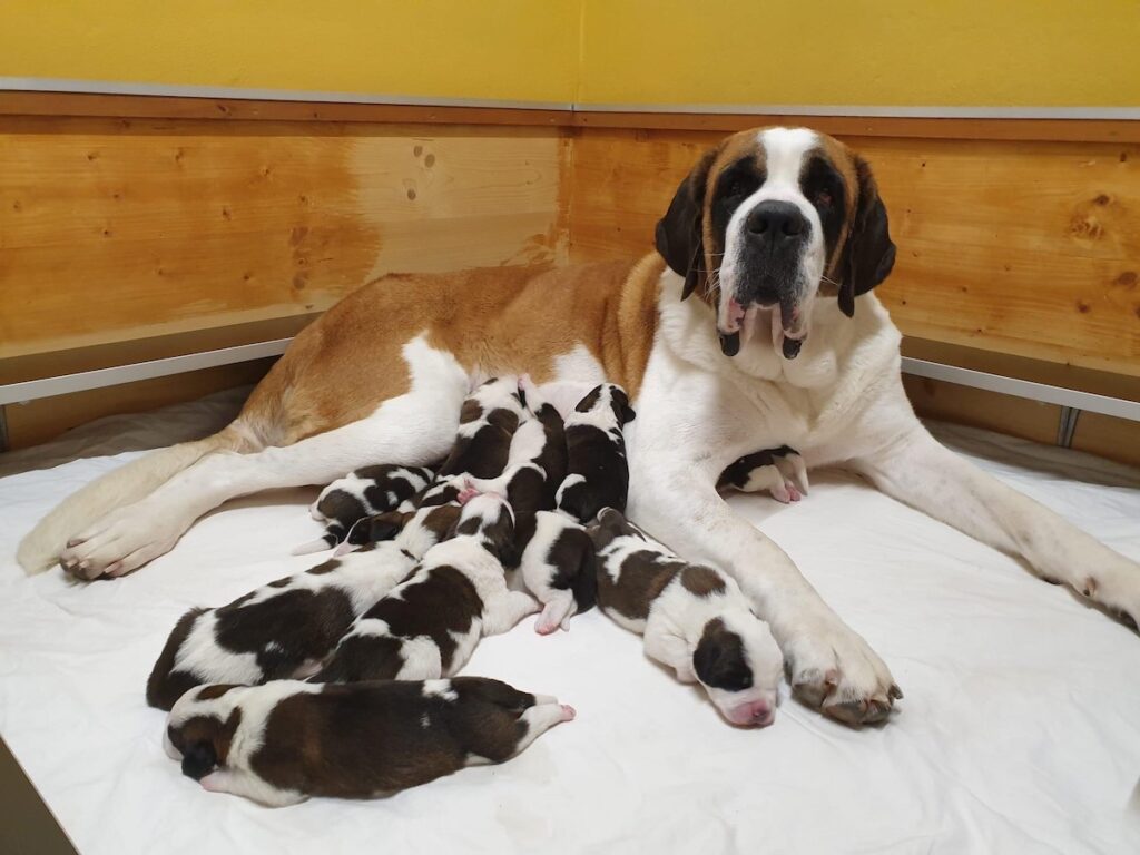 Dieci nuovi cuccioli San Bernardo alla Fondation Barry di Martigny