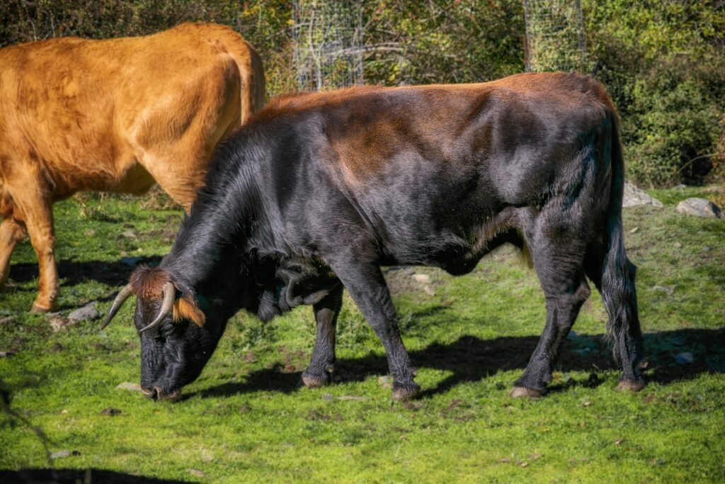 Morgex, toro in fuga in autostrada