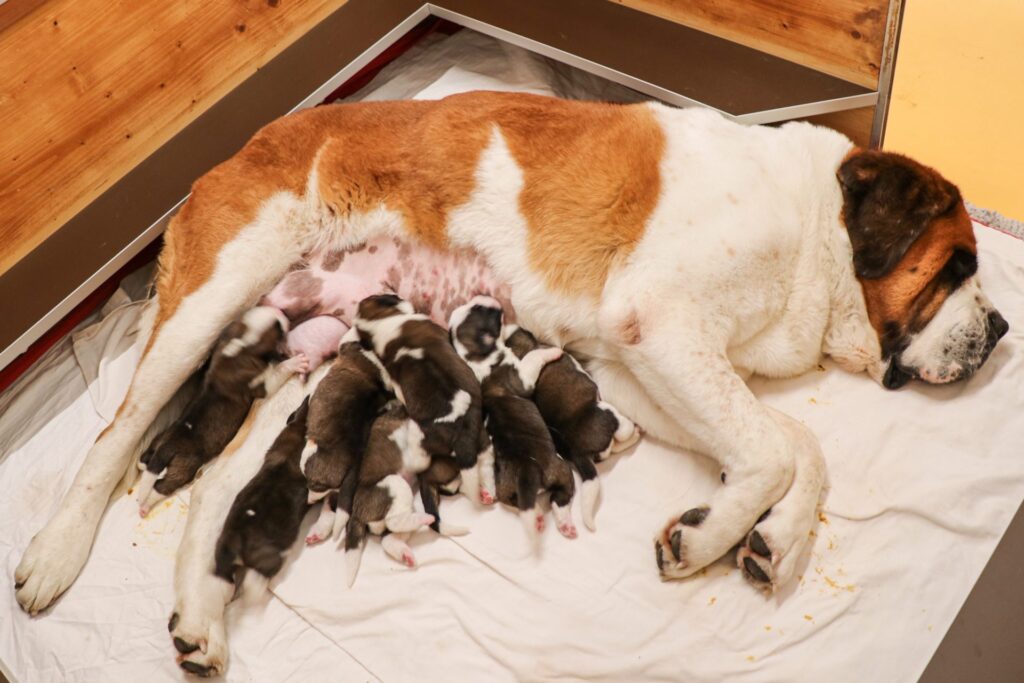 Alla Fondation Barry si festeggia l’arrivo della primavera con 15 cuccioli San Bernardo