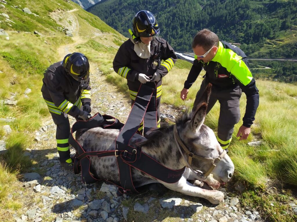 Tre asini finiscono in un torrente, intervento dei Vigili del Fuoco per recuperarli