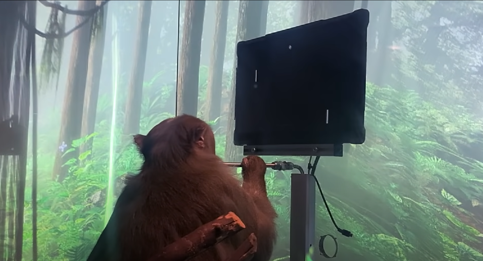 Scimmia Pager che beve il frullato alla banana e gioca a Pong con la mente - Neuralink